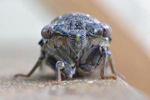 close-up van een cicade foto