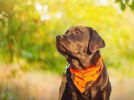 labrador retriever in een oranje bandana voor halloween. hond Aan een riem. foto