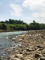 een weinig ganzen foerageren Aan de rand van de rivier- foto