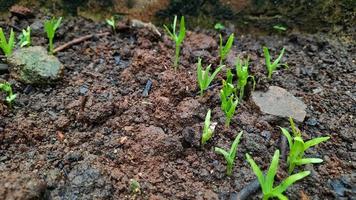 boerenkool planten dat zijn enkel en alleen een week oud en nieuw schiet zijn groeit foto