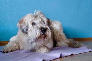 portret van zuiden Russisch herder hond Bij huis Aan een Purper plaid Aan een achtergrond van blauw muur. foto