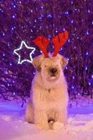 portret van langharig zuiden Russisch herder hond met rood hert hoorns Aan een achtergrond van Kerstmis lichten. foto