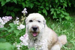 portret van zuiden Russisch herder hond voor een wandelen in een zomer park Aan een achtergrond van lila struiken. foto