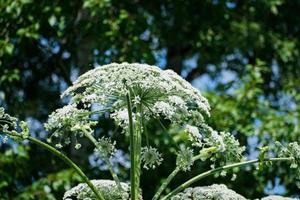 koe pastinaak of de giftig berenklauw in zomer zonnig dag. heracleum. koe-brasem. foto