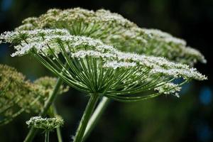 koe pastinaak of de giftig berenklauw in zomer zonnig dag. heracleum. koe-brasem. foto