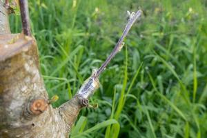 stengel overwoekerd met cambium, geënt Aan een Afdeling van een appel boom laatste de lente. geënt fruit bomen foto