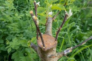 stengel overwoekerd met cambium, geënt Aan een Afdeling van een appel boom laatste de lente. geënt fruit bomen foto