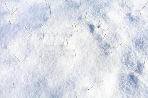 weide in Woud gedekt door sneeuw in voorjaar foto