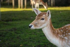 detailopname Bij ree hert Aan de weide gras foto