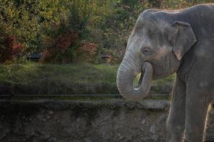 Aziatisch olifant aan het eten. glimlachen olifant. grappig olifant foto