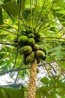 mooi papaja boom in tropisch natuur Aan phuket eiland Thailand. foto