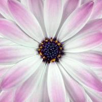 witte en roze osteosperumum bloemachtergrond foto