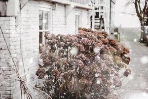 droog hortensia bloem struik in de buurt landelijk steen huis foto