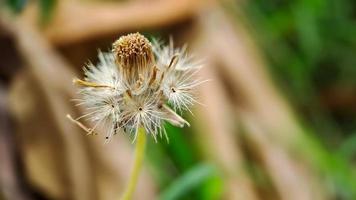 parachute bloem, macro schot in de ochtend- in de tuin foto