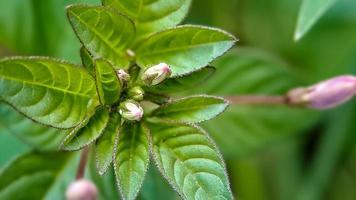 euphorbia heterophylla is een fabriek dat behoort tot naar de familie euphorbiaceae foto