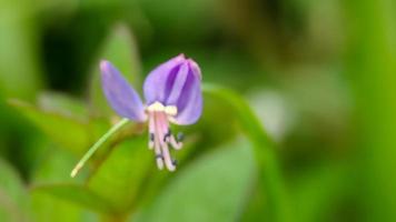 achtergrond uit van focus Cleome rutidosperma omzoomd spin bloem foto