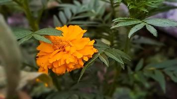 goudsbloemen zijn Super goed bronnen van kleur in de tuin, vooral als u doodshoofd de vervagen bloesems, Daar zijn sommige meer interessant opties dat kan worden geplant. foto