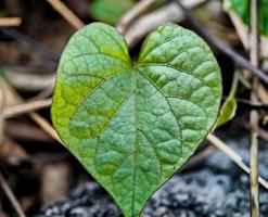 hart vormig bladeren, macro schot in de ochtend- foto