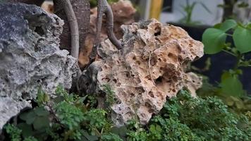 groen eiland ficus wortels in koralen zijn ook bekend net zo ficus microcarpa. deze fabriek is inheems naar zuiden China en de eiland van Oceanië foto