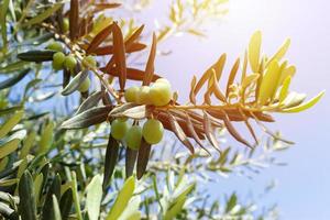 groen olijven boom tegen blauw lucht in zonnig dag foto