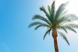 een palm boom Aan blauw lucht achtergrond Aan zonnig dag zonder wolken foto