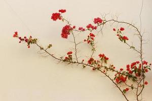 rood bloemen Aan de muur van de huis foto