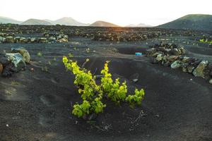 in la geria groeien prachtige druivenplanten op vulkanische grond foto