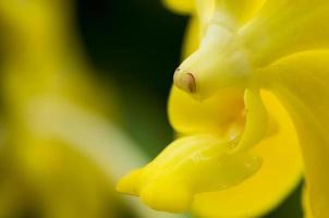 stamper van gele orchidee