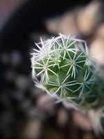 macro cactus foto