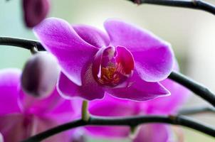 close-up van prachtige paarse orchidee - phalaenopsis orchis purpurea foto