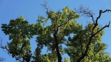 het oude en grote uitzicht op de boom vol met de groene bladeren erop op het platteland van China foto