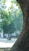 de mooi traditioneel Chinese dorp visie met de klassiek architectuur en vers groen bomen net zo achtergrond foto