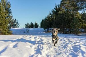 schattig pluizig gemengd ras bedlington terriër whippet grijs hond met een wit baard in een blauw overall wandelen in de winter Woud. wandelen en op reis met huisdieren foto