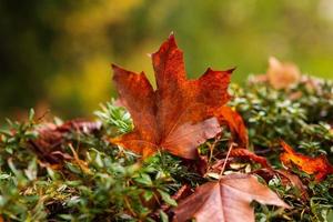 gedaald herfst oranje esdoorn- blad Aan een groen struik Aan dag foto