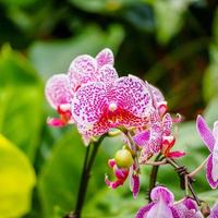 prachtige orchideeën, phalaenopsis, in kas