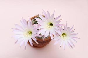 bloeiende cactus echinopsis hybride met drie bloemen, roze achtergrond foto