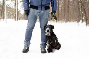 portret van zwart miniatuur schnauzer in de buurt naar haar eigenaar Aan een achtergrond van winter naald- Woud. foto