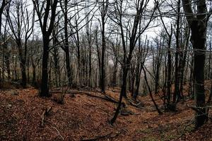 de magie van de levendig kleuren van herfst in de Italiaans bossen in oktober 2022 foto