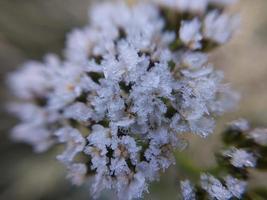 ochtend- rijp omhuld herfst planten in de tuin foto