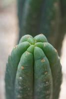groen cactus detailopname foto