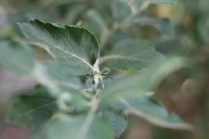 groen bladeren detailopname foto