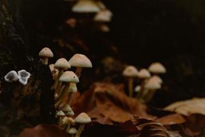 klein geel champignons groeit uit van rottend boom stomp foto