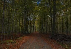 Woud bomen met trottoir van gedaald bladeren in de herfst foto