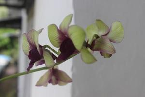 selectief focus van dendrobium bigibbum orchidee bloem algemeen bekend net zo kookstad orchidee of mauve vlinder orchidee of lila Purper orchidee in tuin, Indonesië. foto