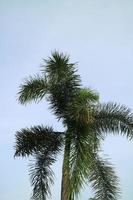 palm boom met weelderig bladeren Aan een Doorzichtig lucht achtergrond foto