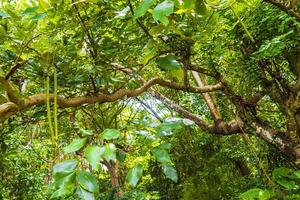 tropisch natuur met palm bomen bloemen planten in oerwoud Woud Thailand. foto