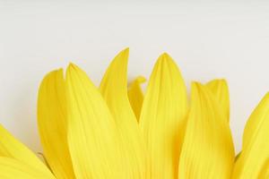 de bloemblaadjes van de bloem van een zonnebloem Aan wit achtergrond, detailopname. isoleren. foto