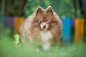 Pommeren spitz hond in de tuin foto