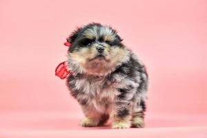 Pommeren spitz puppy op roze achtergrond foto