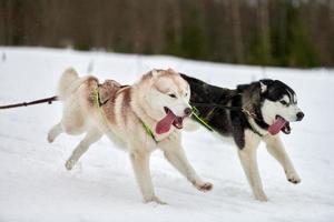 rennende huskyhond op sledehondenraces foto